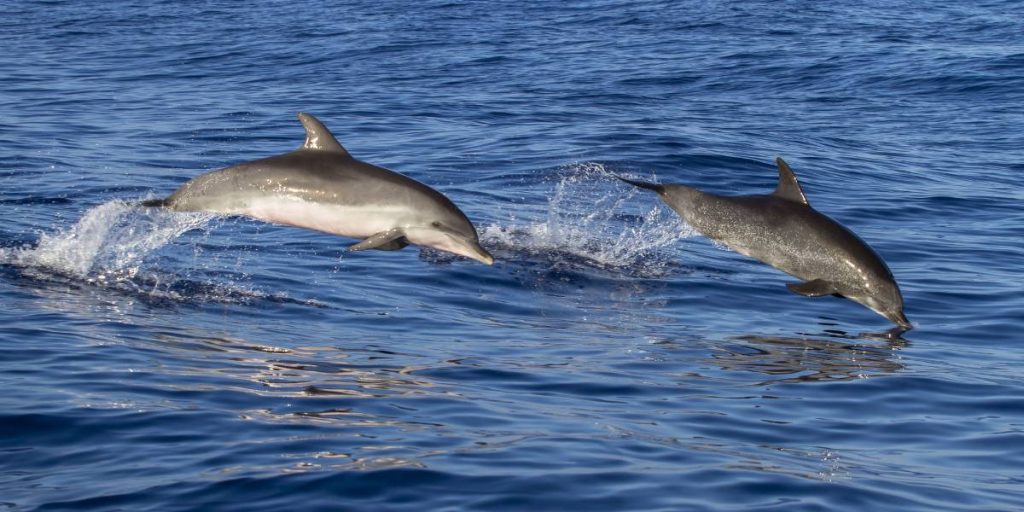 mares madeira